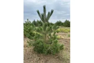 Сосна крымская (черная), 1.6-1.8 метра