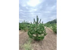 Сосна крымская (черная), 1-1.2 метра