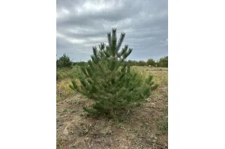 Сосна крымская (черная), 1.8-2 метра