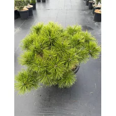 Сосна густоцветковая Лоу Глоу, 60-70 см.
