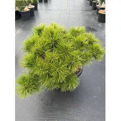 Сосна густоцветковая Лоу Глоу, 60-70 см.