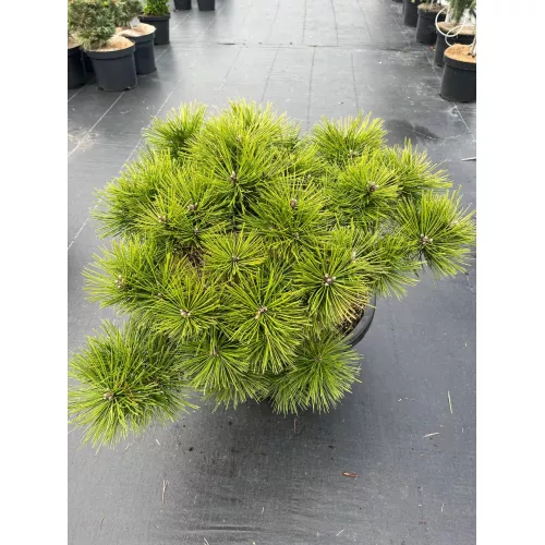 Сосна густоцветковая Лоу Глоу, 60-70 см.