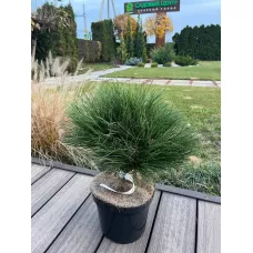 Сосна черная Мария Брегон, 30-40 см.