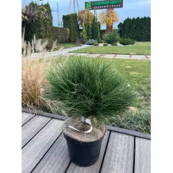 Сосна черная Мария Брегон, 30-40 см.