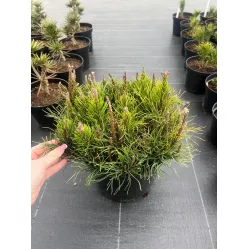 Сосна горная Мугус, 20-30 см.