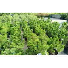 Сосна горная Мугус, 50-60 см.