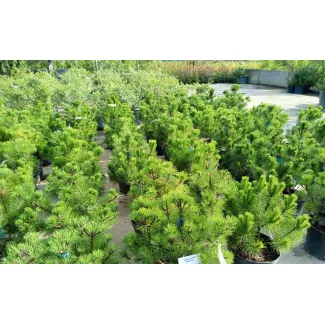 Карликовая сосна «Mugus»: описание, применение