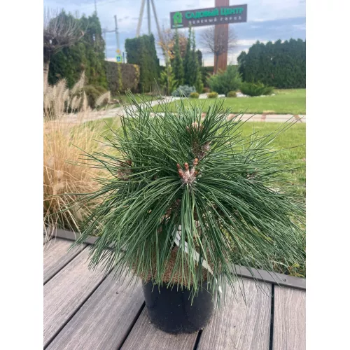 Сосна черная Пиерик Брегон, 30-40 см.