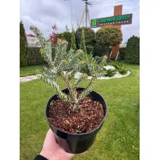 Пихта корейская Сильберлок, 15-20 см.