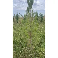 Сосна Станкевича, 1.4-1.6 метра