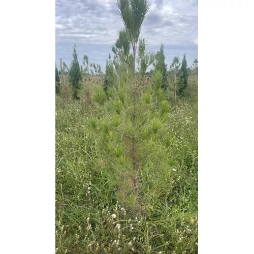 Сосна Станкевича, 1.4-1.6 метра Сосна Станкевича, 1.4-1.6 метра