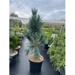 Сосна гибкая Вандервульф Пирамид, 80-90 см.