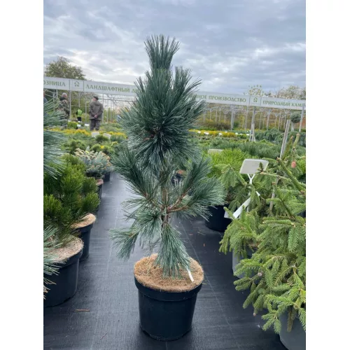 Сосна гибкая Вандервульф Пирамид, 80-90 см. Сосна гибкая Вандервульф Пирамид, 80-90 см.