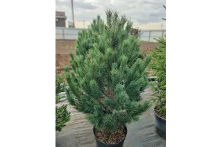 Сосна обыкновенная Ватерери, 1-1.2 метра