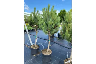 Сосна обыкновенная Ватерери на штамбе, 40-50 см.