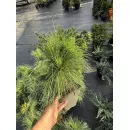 Сосна шверина Витхорст, 30-40 см.
