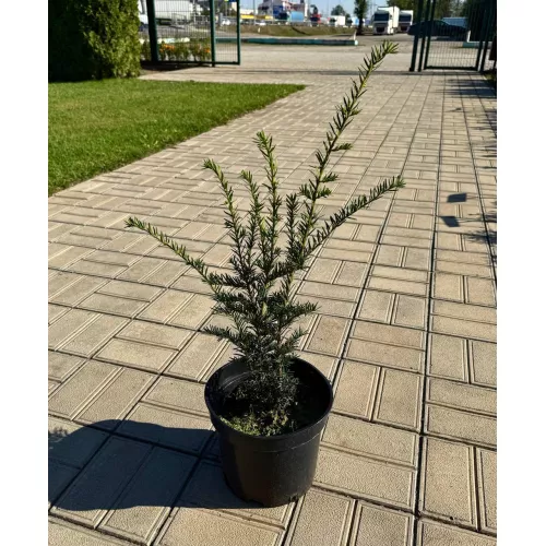Тис ягодный Бест Хейдж, 40-50 см.