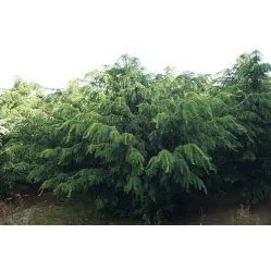 Тис ягодный Довастониана, 20-30 см.