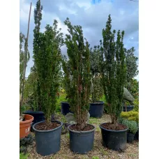 Тис средний Грин Рокет, 1.6-1.8 метра