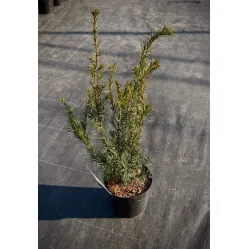 Тис средний Гроенланд, 40-50 см.