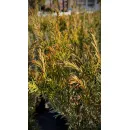 Тис средний Гроенланд, 40-50 см.