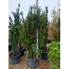 Тис средний Хикси, 1.5-1.7 метра