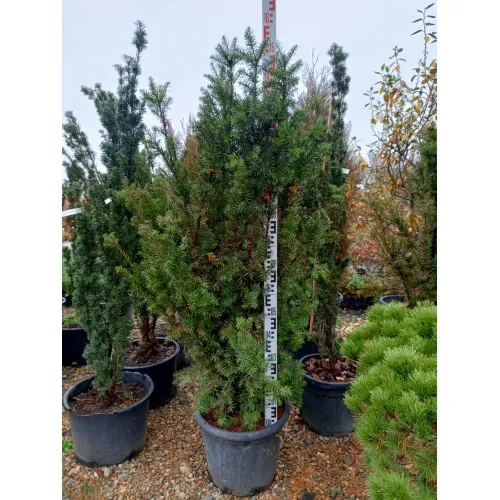 Тис средний Хикси, 1.5-1.7 метра