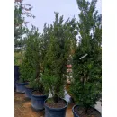 Тис средний Хикси, 1.5-1.7 метра