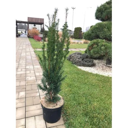 Тис средний Хикси, 90-100 см.