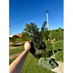 Тис средний Хилли, 25+ см.