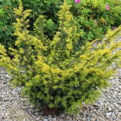 Тис ягодный Саммерголд, 20-30 см.