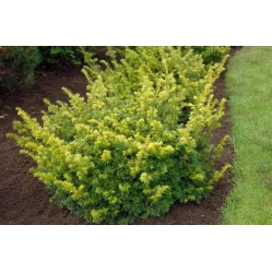 Тис ягодный Семперауреа, 20-30 см.