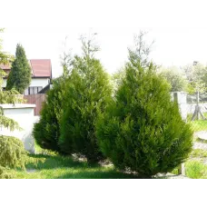 Туя складчатая Атровиренс, 40-60 см.