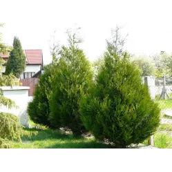 Туя складчатая Атровиренс, 40-60 см.