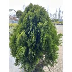 Туя западная Ауреа Нана, 50-60 см.