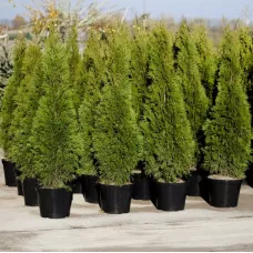 Туя Брабант (Thuja occidentalis Brabant), 1-1.2 метра