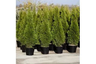 Туя Брабант (Thuja occidentalis Brabant), 1.8-2 метра