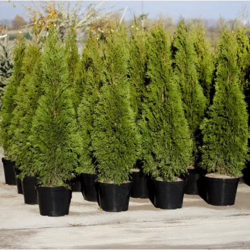 Туя Брабант (Thuja occidentalis Brabant), 1.4-1.6 метра