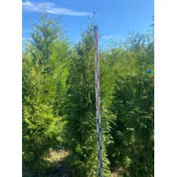 Туя Брабант (Thuja occidentalis Brabant), 1.6-1.8 метра