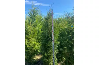 Туя Брабант (Thuja occidentalis Brabant), 1.6-1.8 метра