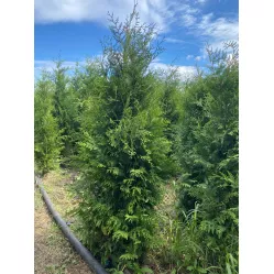 Туя Брабант (Thuja occidentalis Brabant), 1.4-1.6 метра