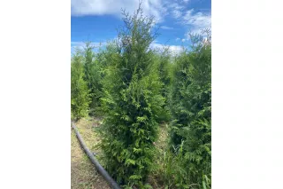 Туя Брабант (Thuja occidentalis Brabant), 1.4-1.6 метра