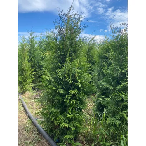 Туя Брабант (Thuja occidentalis Brabant), 1.4-1.6 метра