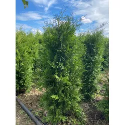 Туя Брабант (Thuja occidentalis Brabant), 1.2-1.4 метра