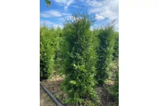 Туя Брабант (Thuja occidentalis Brabant), 1.2-1.4 метра