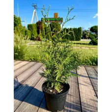 Туя западная Брабант, 60-80 см.