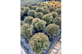 Туя Даника (Thuja occidentalis Danica), 30-40 см.