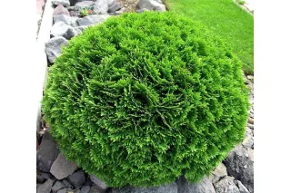 Туя Даника (Thuja occidentalis Danica), 50-60 см.