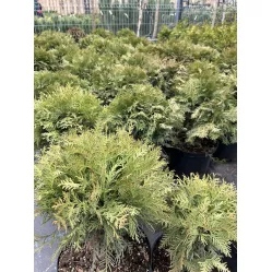 Туя Даника (Thuja occidentalis Danica), 20-30 см.