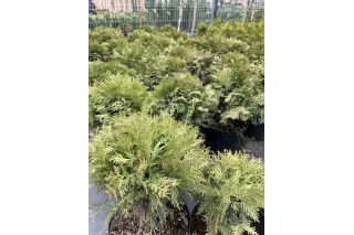 Туя Даника (Thuja occidentalis Danica), 20-30 см.